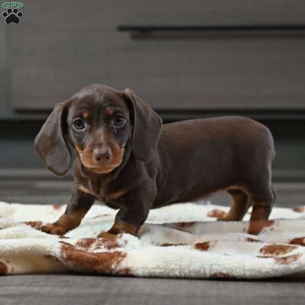 Buttercup, Dachshund Puppy